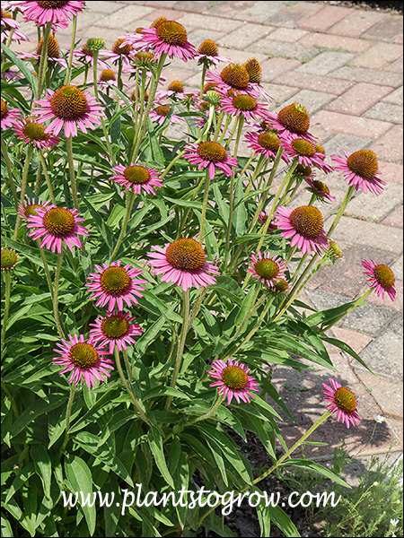 These plants were just loaded with these mini pink coneflower flowers.